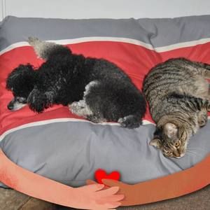 Meet your Posher, Pat